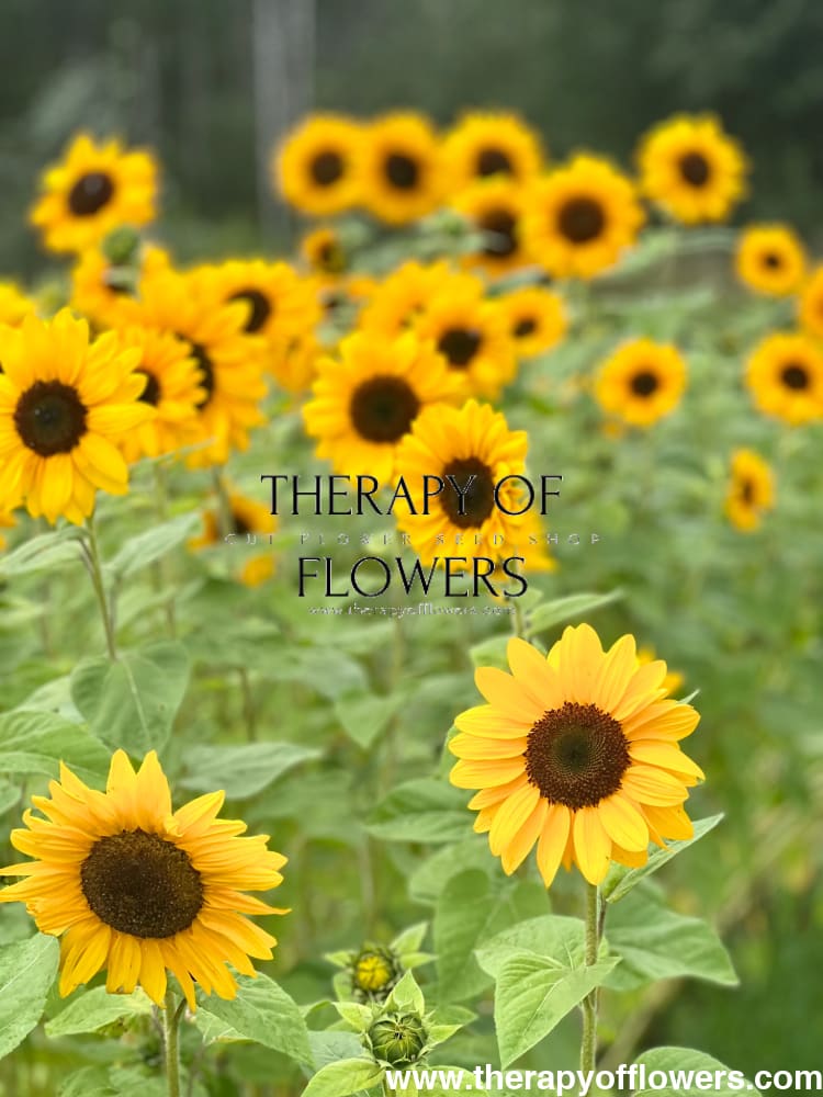 Sunflower Stromboli Tangy F1 | Helianthus annuus therapyofflowers.com