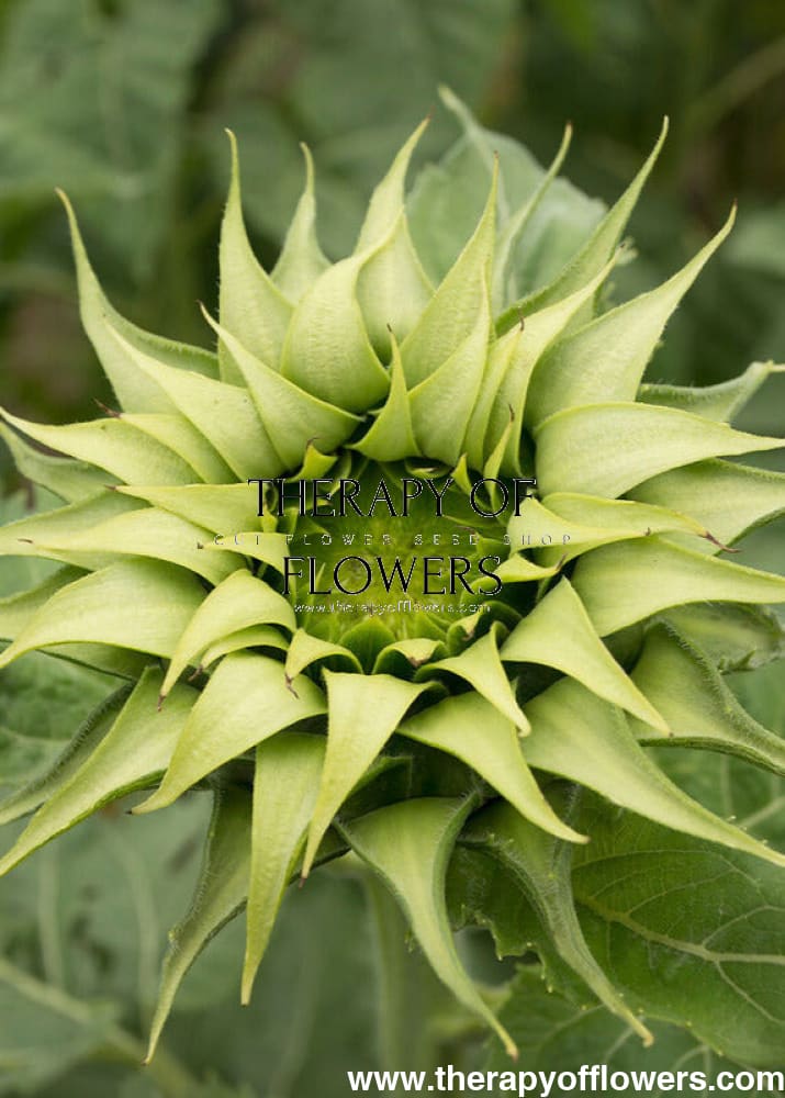 Sunflower SunFill™ Green F1 | Helianthus annuus | Sunflower for Florists therapyofflowers.com