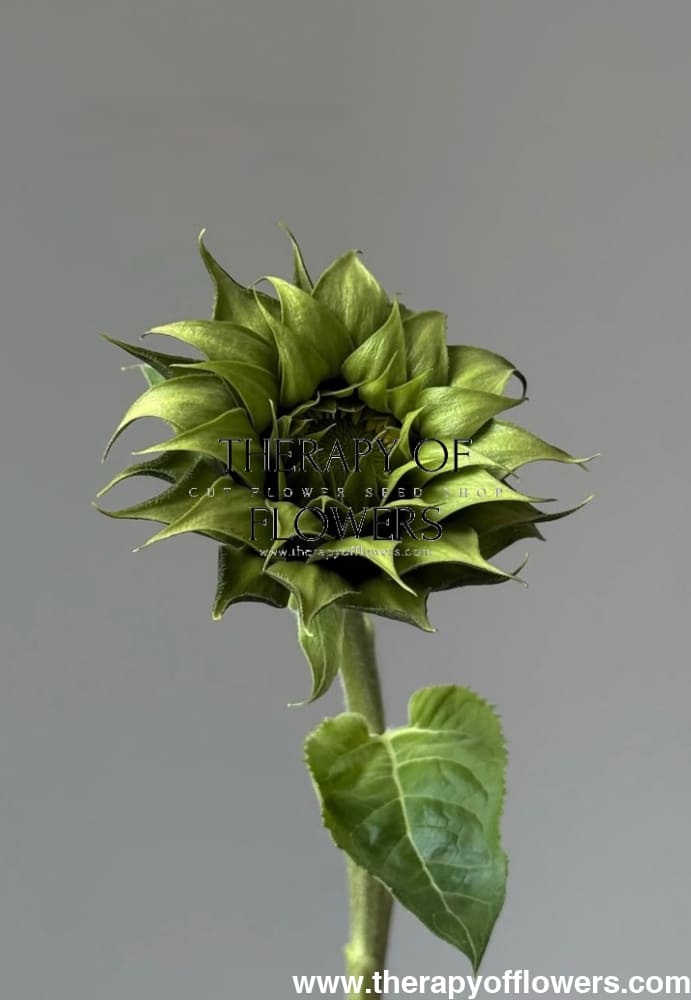 Sunflower SunFill™ Green F1 | Helianthus annuus | Sunflower for Florists therapyofflowers.com