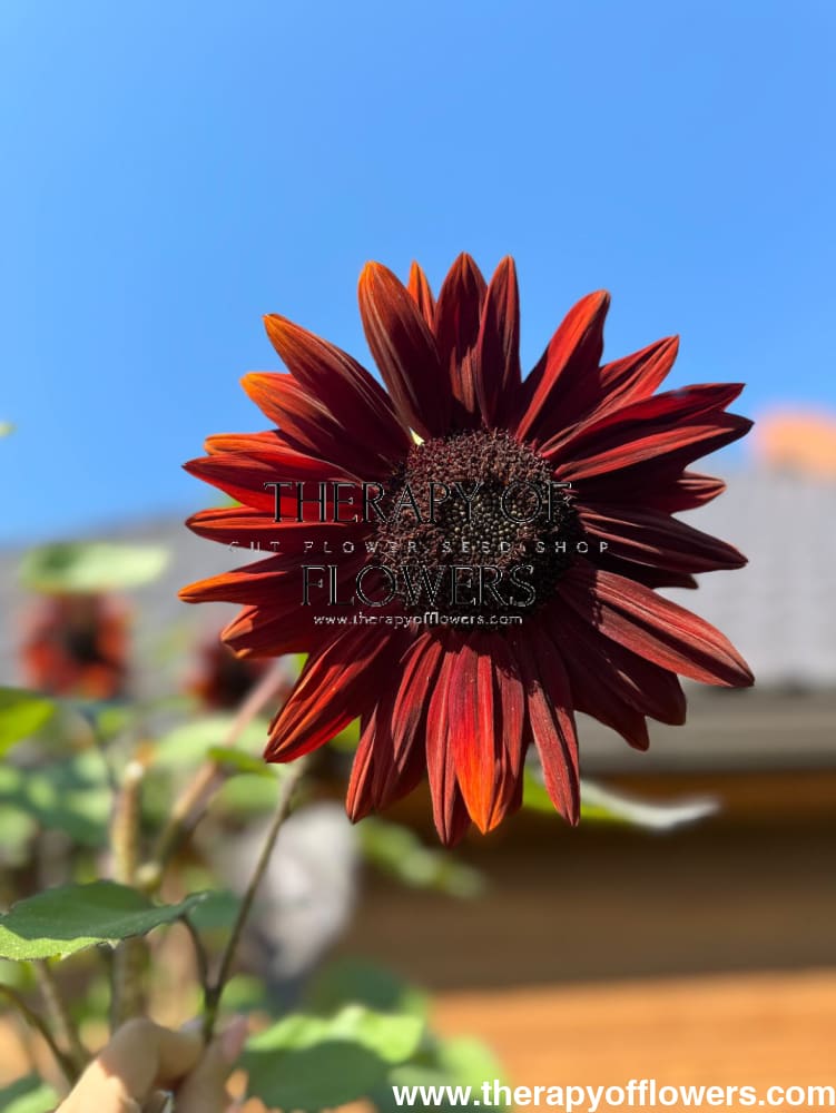 Sunflower Tall Red Sun | Helianthus annuus therapyofflowers.com