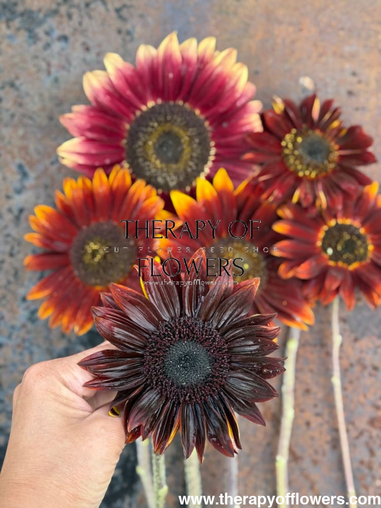Sunflower Tall Red Sun | Helianthus annuus therapyofflowers.com