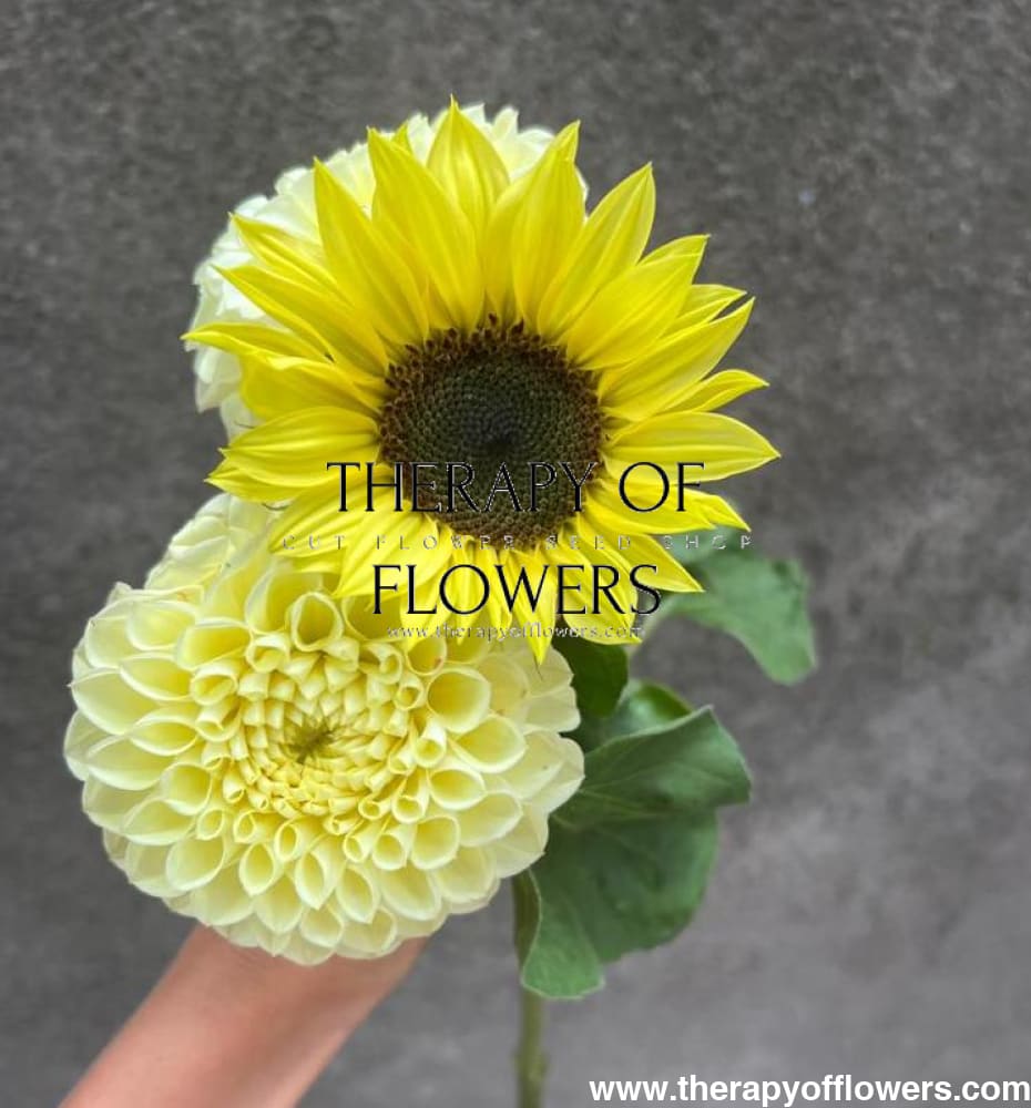 Sunflower Valentine | Helianthu annuus therapyofflowers.com