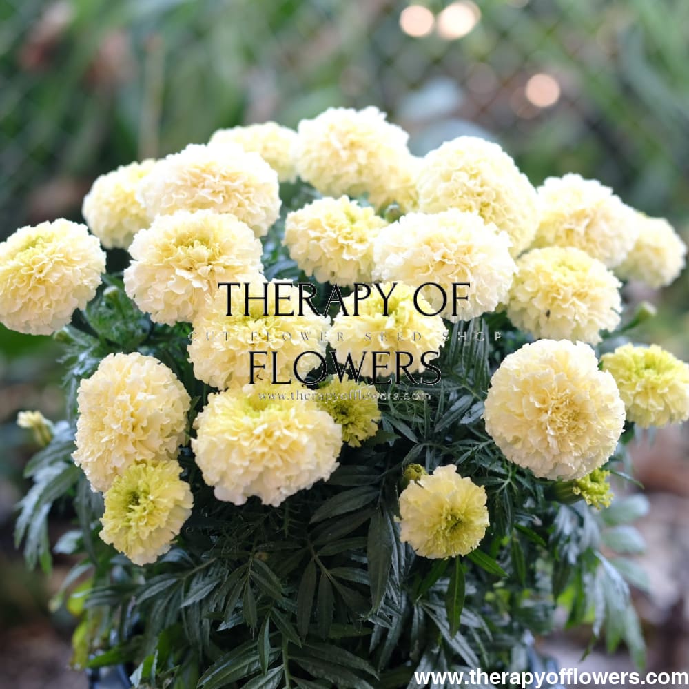 Tagetes erecta | Marigold Baby Swan White therapyofflowers.com