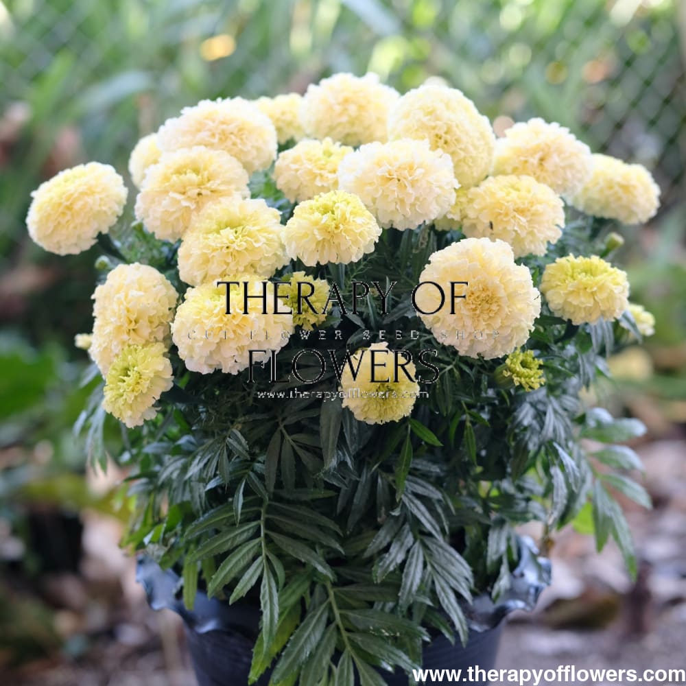 Tagetes erecta | Marigold Baby Swan White therapyofflowers.com