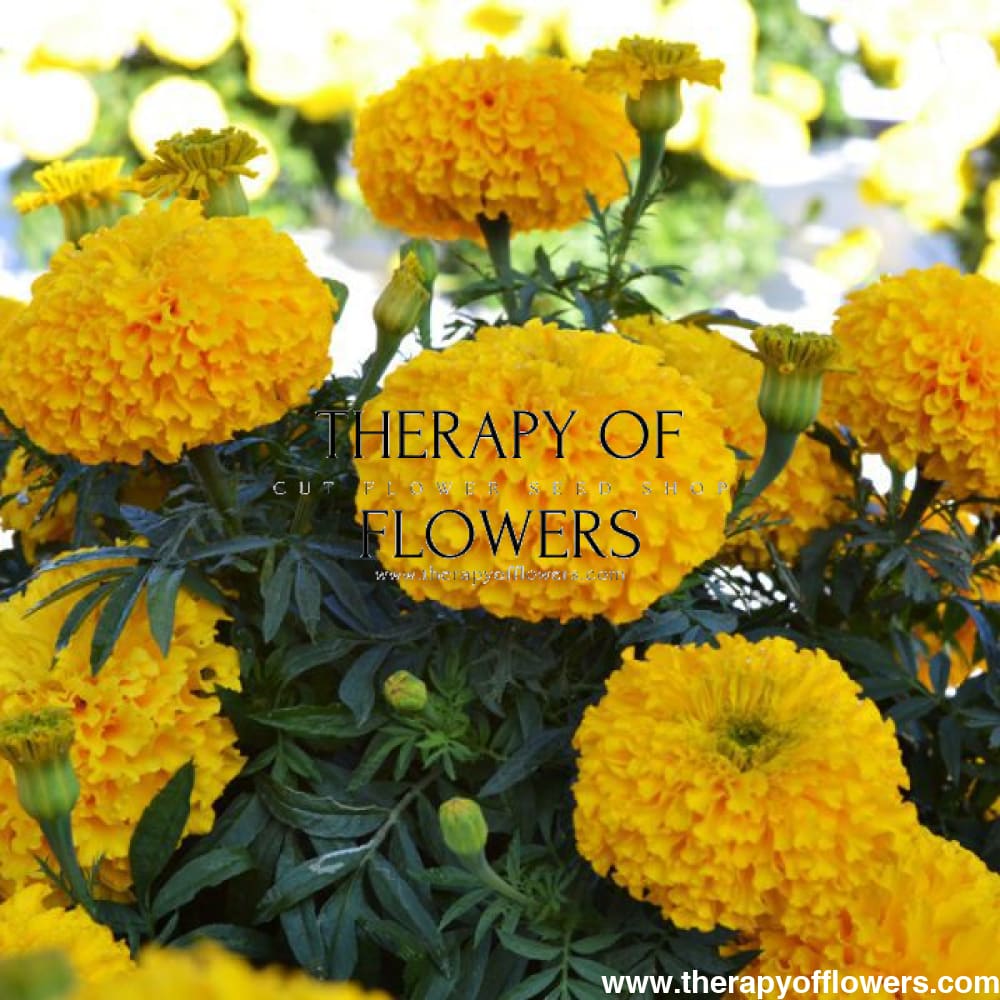 Tagetes erecta | Marigold Big Duck® Gold therapyofflowers.com