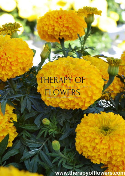 Tagetes erecta Big Duck® Gold | African Marigold therapyofflowers.com