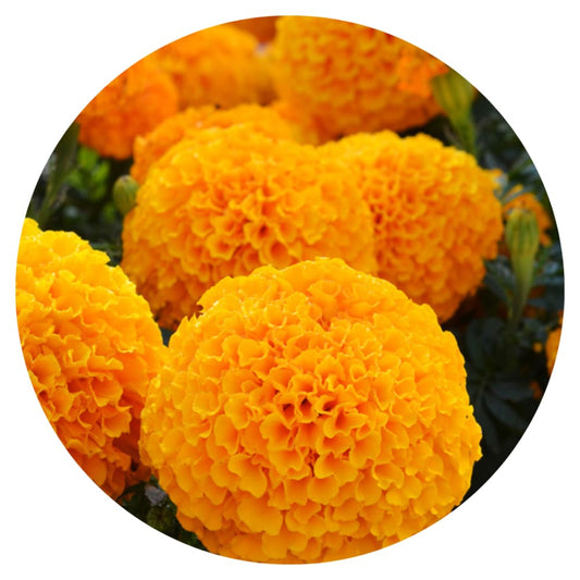 Tagetes erecta | Marigold Big Duck® Orange therapyofflowers.com