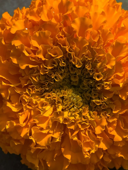 Tagetes erecta Big Duck® Orange | African Marigold therapyofflowers.com