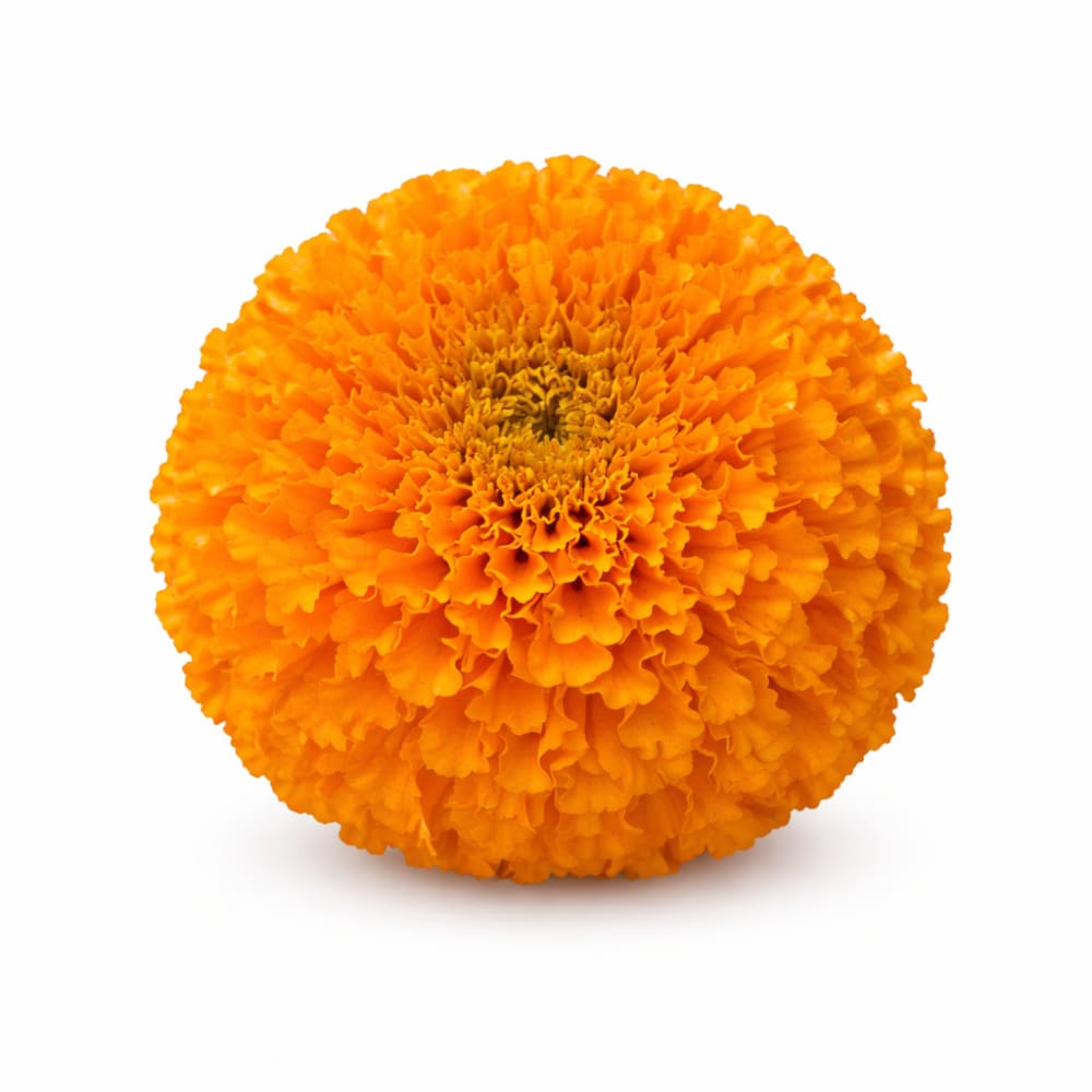 Tagetes erecta Big Duck® Orange | African Marigold | Suitable for Pots therapyofflowers.com