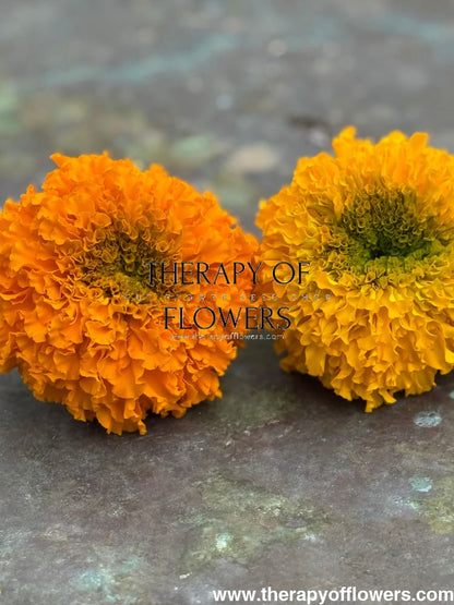 Tagetes erecta Big Duck® Orange | African Marigold therapyofflowers.com