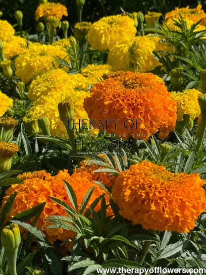 Tagetes erecta Big Duck® Orange | African Marigold - 20 seeds - seeds