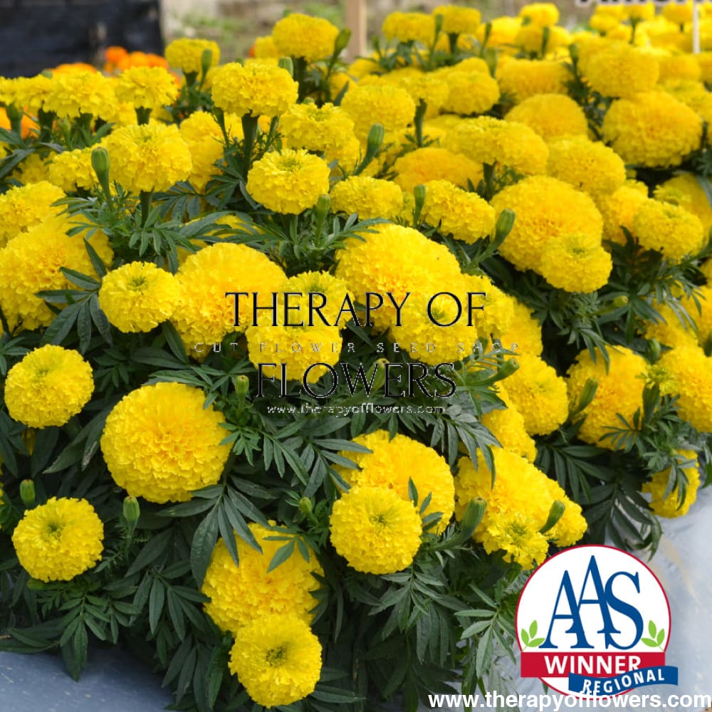 Tagetes erecta | Marigold Big Duck® Yellow therapyofflowers.com