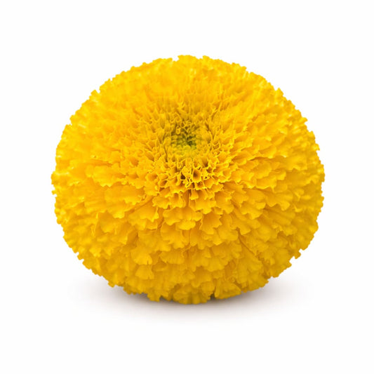Tagetes erecta Big Duck® Yellow | African Marigold | Suitable for Pots therapyofflowers.com