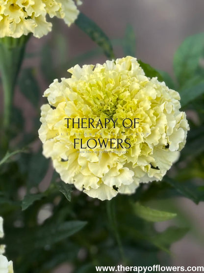 Tagetes erecta Big Swan White F1 | African Marigold therapyofflowers.com