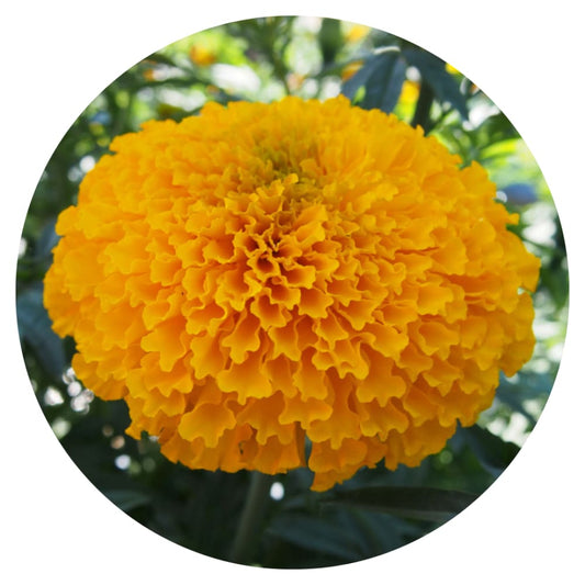 Tagetes erecta | Marigold Chedi® Gold therapyofflowers.com