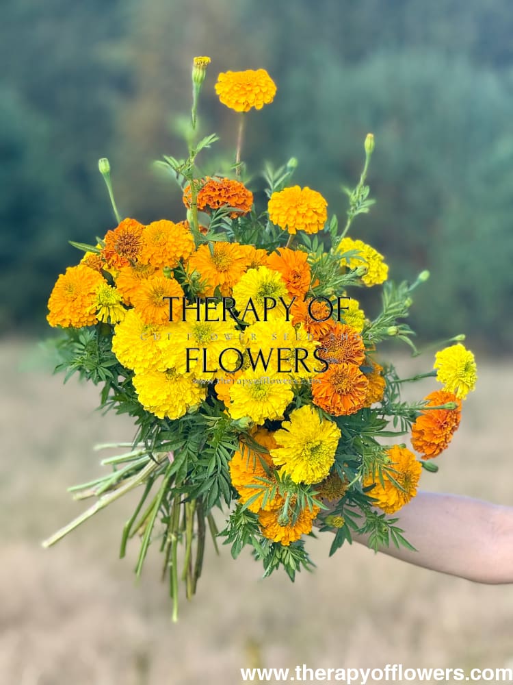 Tagetes erecta Chedi® Gold | African Marigold | Cut Flower - 20 seeds - seeds