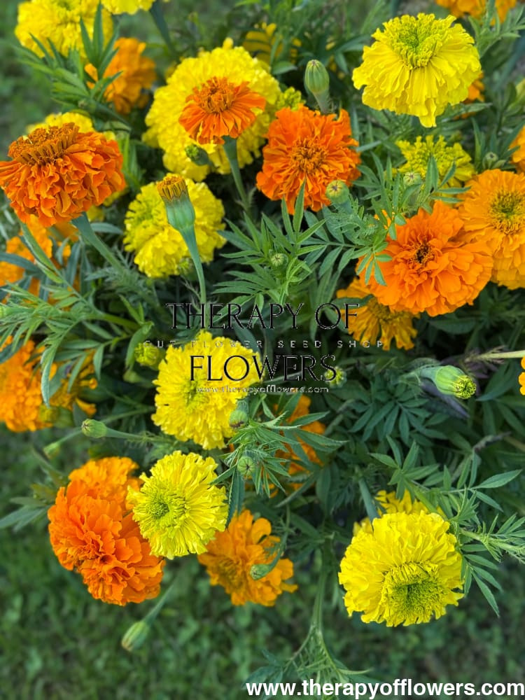 Tagetes erecta Chedi® Gold | African Marigold | Cut Flower - 20 seeds - seeds
