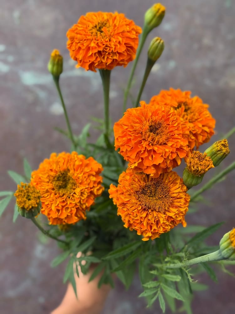 Tagetes erecta Chedi® Orange | African Marigold therapyofflowers.com