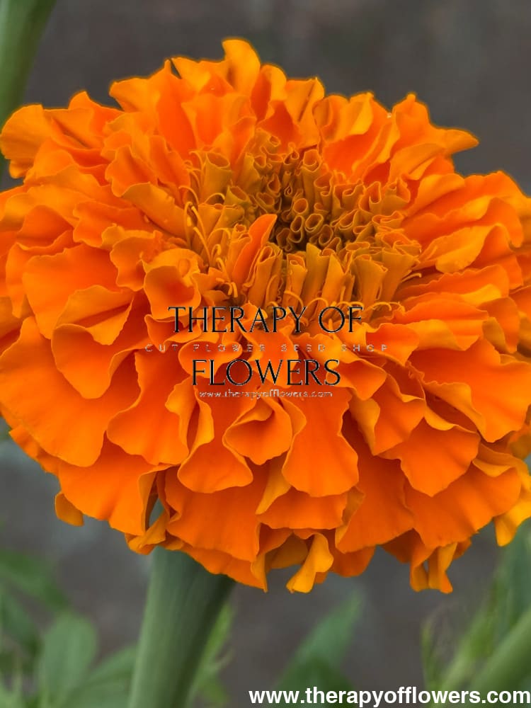 Tagetes erecta Chedi® Orange | African Marigold therapyofflowers.com