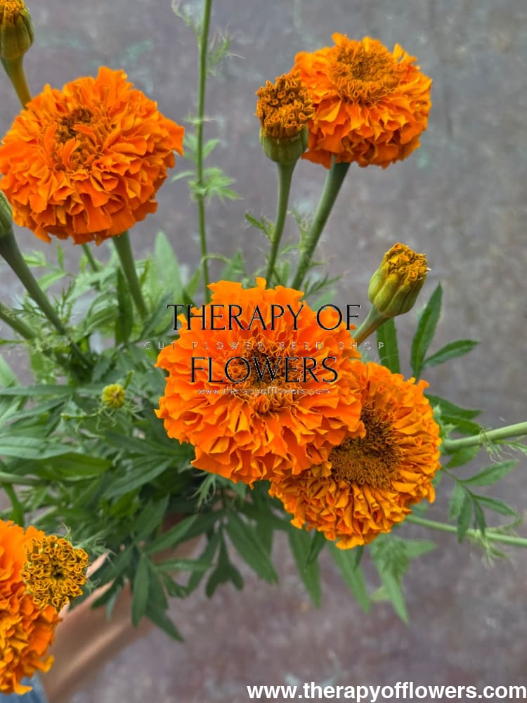 Tagetes erecta Chedi® Orange | African Marigold therapyofflowers.com