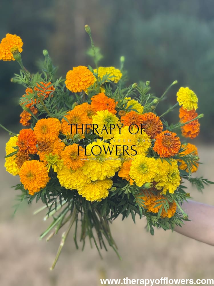 Tagetes erecta Chedi® Yellow | African Marigold | Cut Flower - 20 seeds / Light shade of yellow - seeds