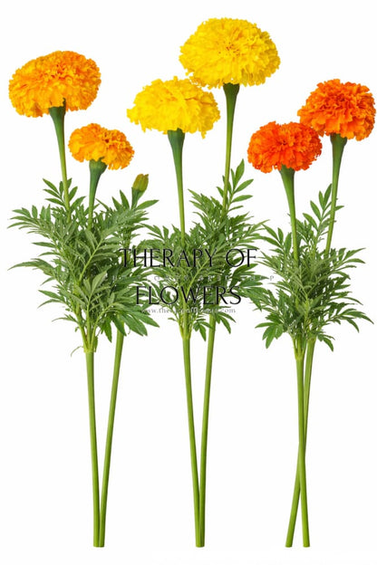 Tagetes erecta Coco™ Yellow F1 | African Marigold | Cut Flower therapyofflowers.com