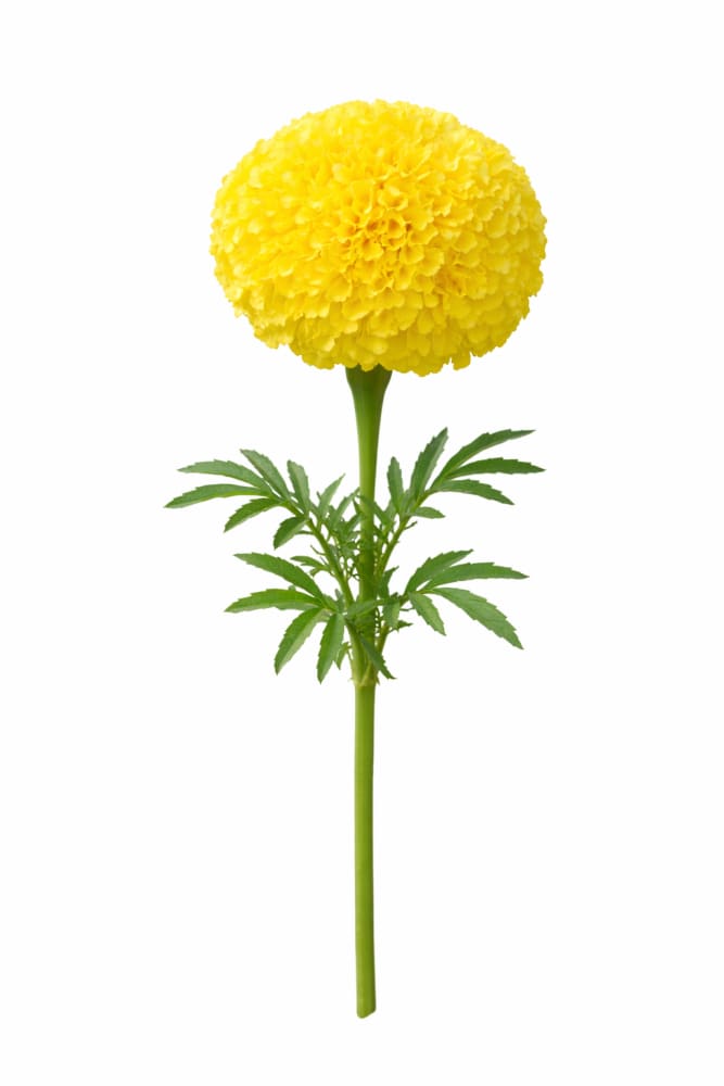 Tagetes erecta Narai Creamy Yellow | African Marigold | Cut Flower therapyofflowers.com