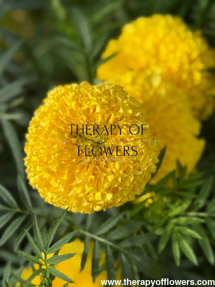 Tagetes erecta Narai Creamy Yellow | African Marigold Semi Tall therapyofflowers.com
