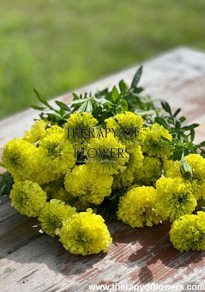 Tagetes erecta Nosento Limegreen therapyofflowers.com