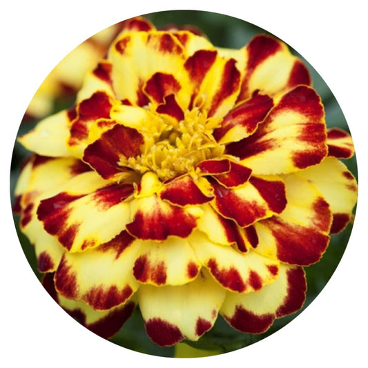 Tagetes patula | French Marigold Bam Bam Brulee