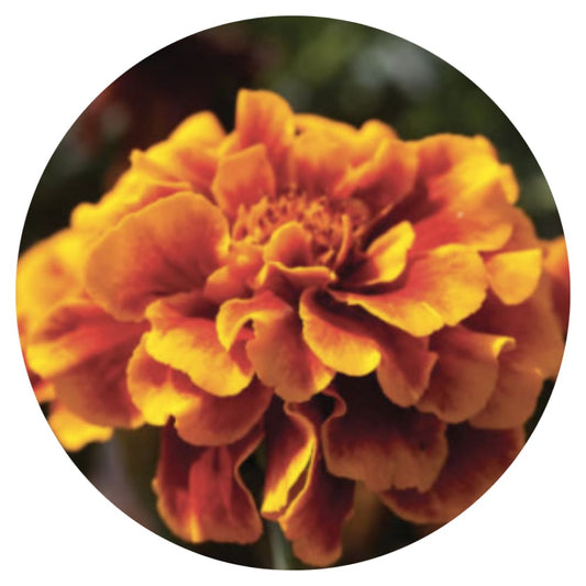 Tagetes patula | French Marigold Bam Bam Flame therapyofflowers.com