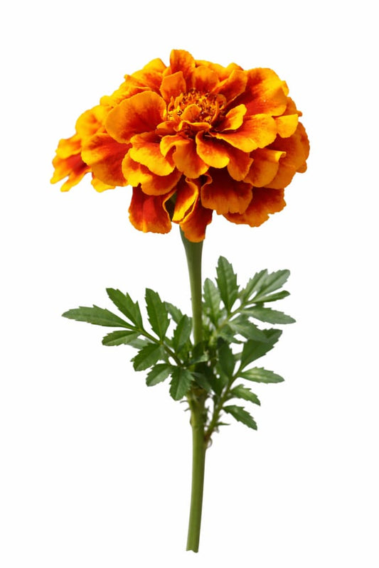 Tagetes patula Bam Bam Flame | French Marigold - 20 seeds - seeds