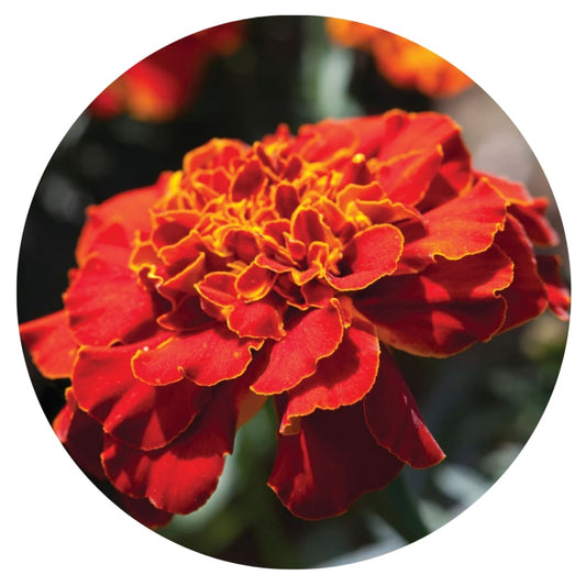 Tagetes patula | French Marigold Bam Bam Red therapyofflowers.com