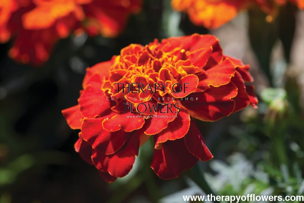 Tagetes patula | French Marigold Bam Bam Red therapyofflowers.com