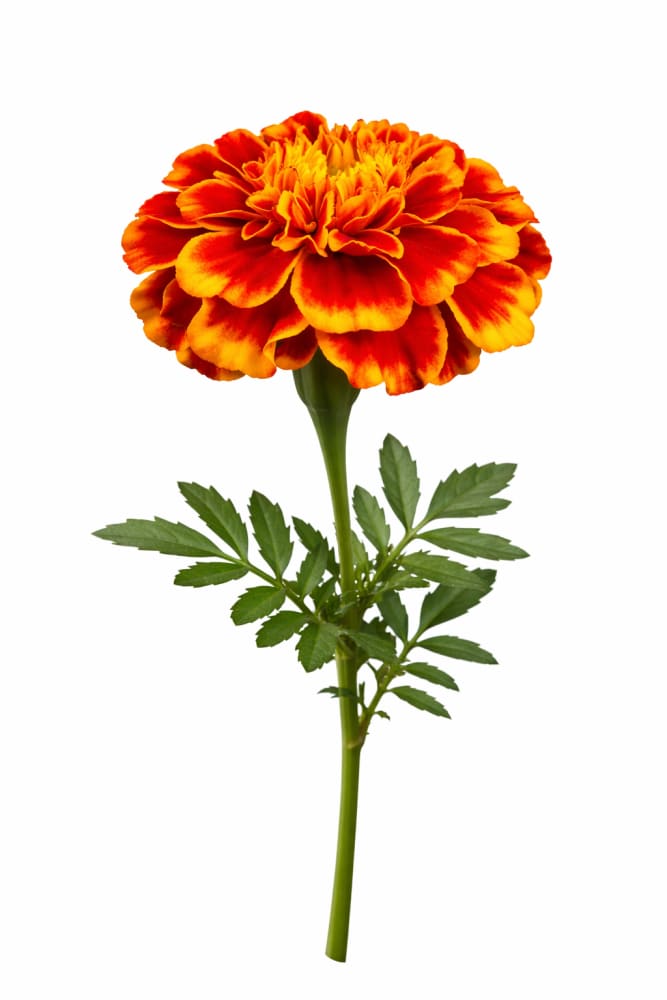 Tagetes patula Hornet Flame | French Marigold - 20 seeds / Flame - seeds