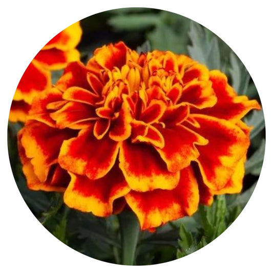 Tagetes patula | French Marigold Hornet Flame therapyofflowers.com