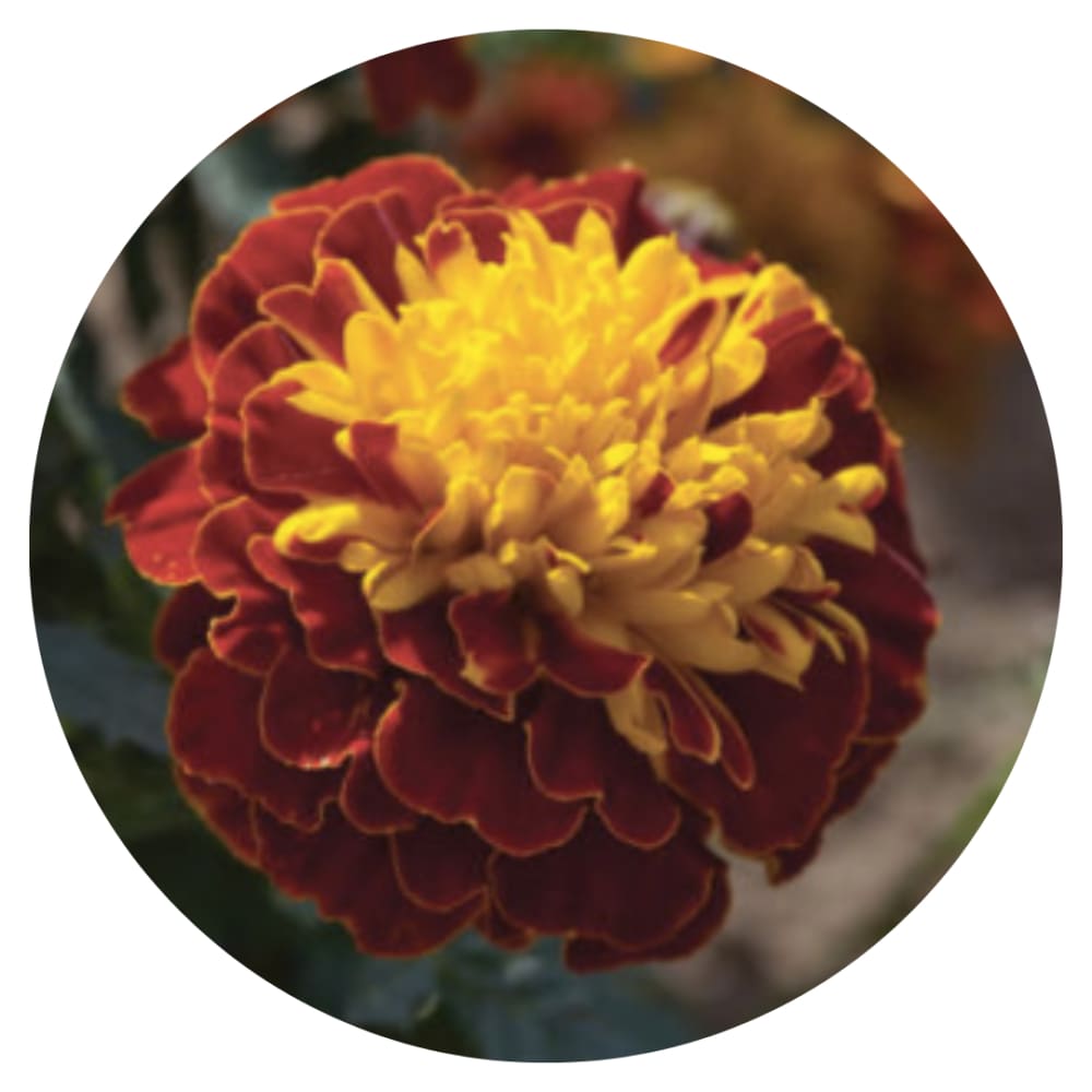 Tagetes patula | French Marigold Hornet Spry therapyofflowers.com