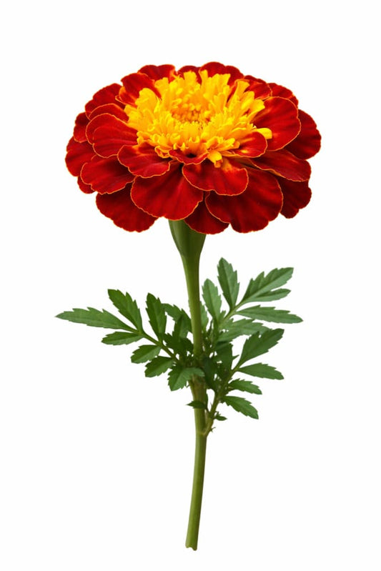 Tagetes patula Hornet Spry | French Marigold - 20 seeds / Rich mahogany - seeds