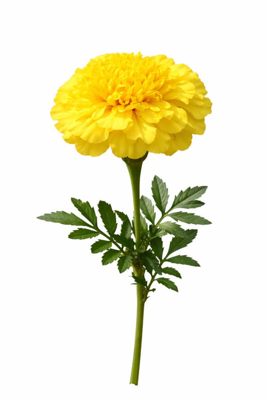 Tagetes patula Hornet Yellow | French Marigold - 20 seeds / Lemon-yellow - seeds