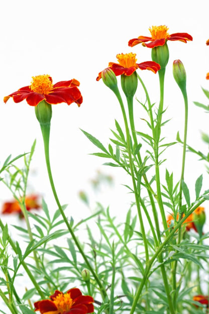 Tagetes patula Linnaeus Burning Embers | French Marigold | Height - 70 cm therapyofflowers.com