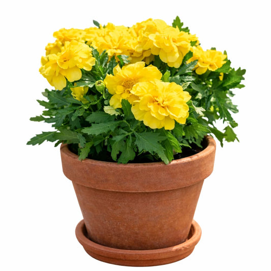 Tagetes patula Milli Vanilli | French Marigold - 20 seeds / 18 cm / Lemon-yellow - seeds