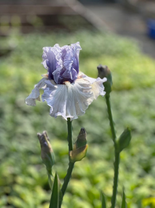 Tall Bearded Iris ‘Fogbound’ | Iris germanica therapyofflowers.com
