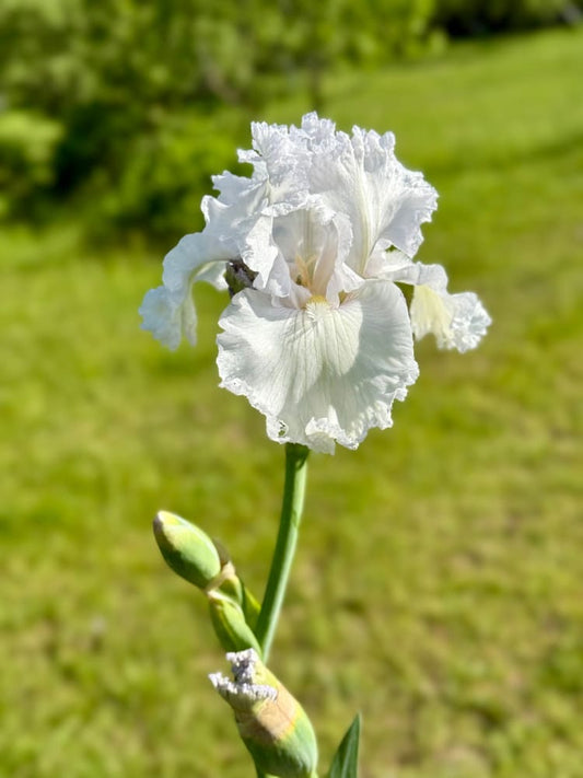 Tall Bearded Iris ‘Queen Of Angels’ | Iris germanica therapyofflowers.com