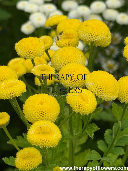 Tanacetum parthenium Amazone | Feverfew | Pelleted therapyofflowers.com
