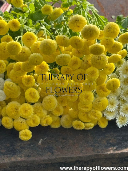 Tanacetum parthenium Amazone | Feverfew | Pelleted - 20 pelleted seeds / 60-80 cm - flowers