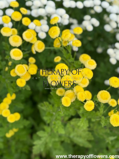 Tanacetum parthenium Amazone | Feverfew | Pelleted - 20 pelleted seeds / 60-80 cm - flowers