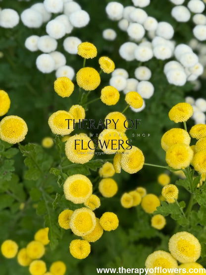 Tanacetum parthenium Amazone | Feverfew | Pelleted - 20 pelleted seeds / 60-80 cm - flowers