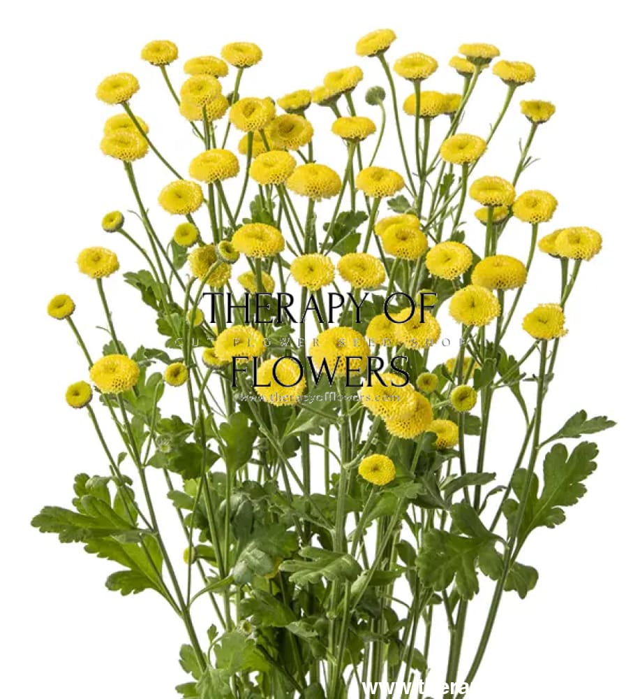 Tanacetum parthenium | Matricaria Amazone therapyofflowers.com