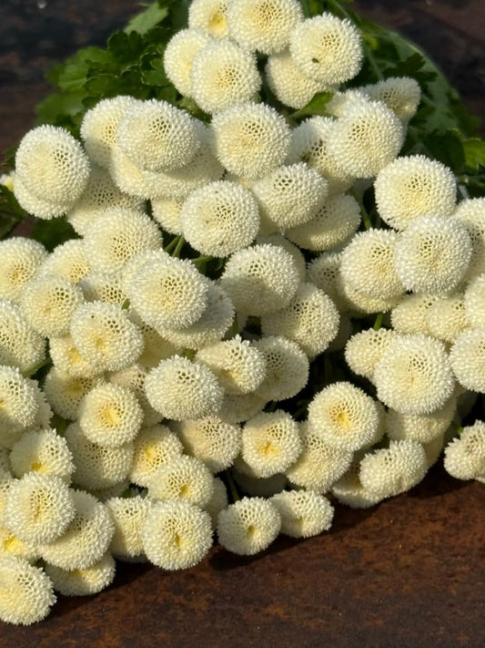 Tanacetum parthenium Baya® | Pelleted - 20 pelleted seeds / 60-80 cm - seeds