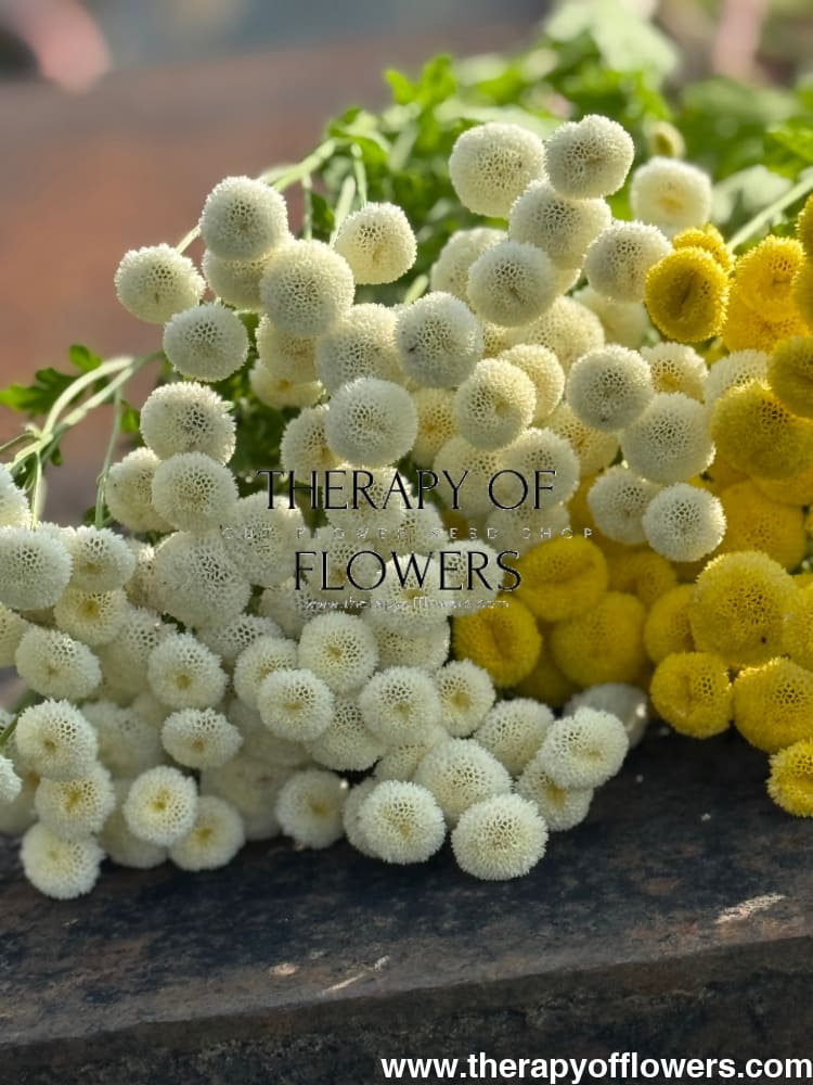 Tanacetum parthenium Baya® | Pelleted - 20 pelleted seeds / 60-80 cm - seeds